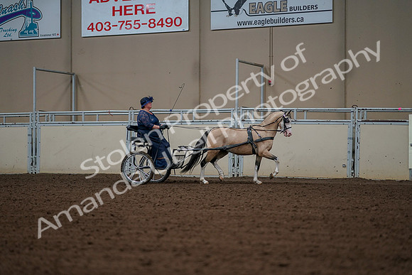 2019 Morgan Horse Show - Aug 30, 2019 - 13443
