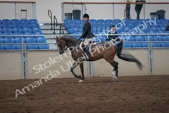 2019 Morgan Horse Show - Sept 01, 2019 - 08592