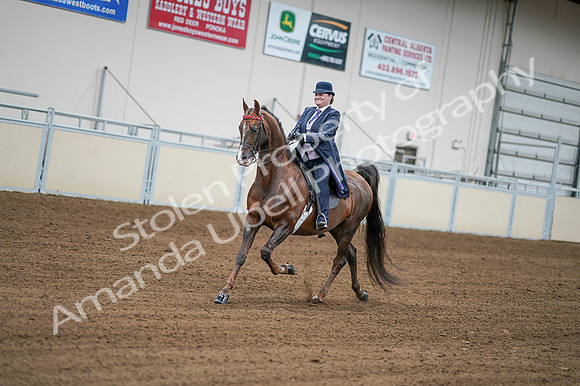 2020 - AB Morgan Horse - Fri, Sept 04 - 08197