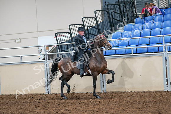 2020 - AB Morgan Horse - Sat, Sept 05 - 08144