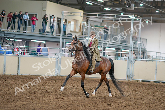2020 - AB Morgan Horse - Sat, Sept 05 - 07938