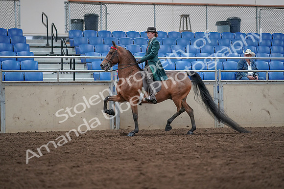 2019 Morgan Horse Show - Sept 01, 2019 - 13215