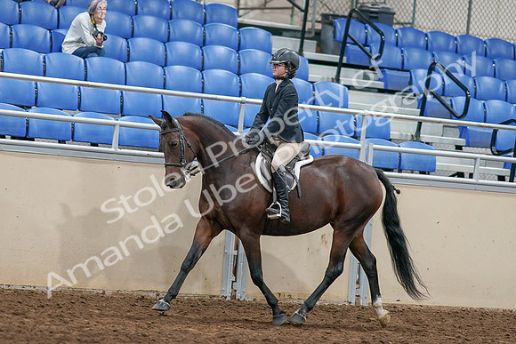 2020 - AB Morgan Horse - Sat, Sept 05 - 14407