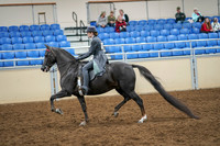 2020 - AB Morgan Horse - Sat, Sept 05 - 13584
