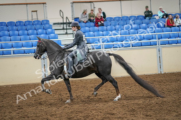 2020 - AB Morgan Horse - Sat, Sept 05 - 13584