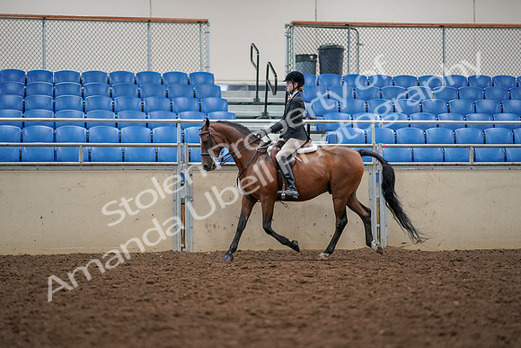 2019 Morgan Horse Show - Aug 30, 2019 - 23357