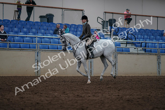 2019 Morgan Horse Show - Sept 01, 2019 - 08700