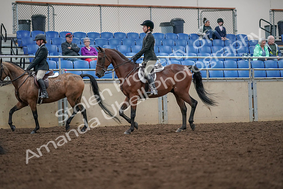 2019 Morgan Horse Show - Aug 30, 2019 - 20456