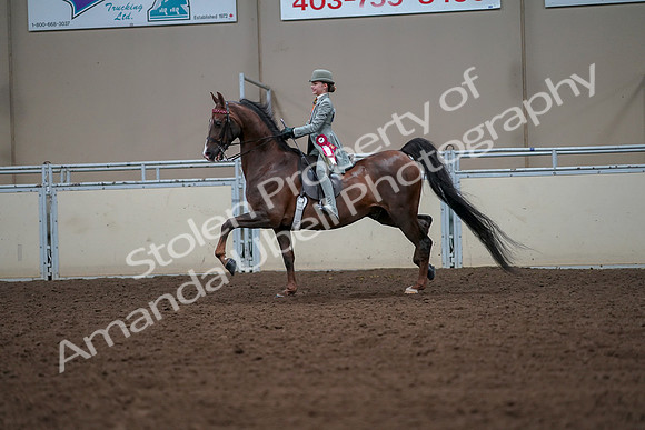 2019 Morgan Horse Show - Aug 30, 2019 - 18253