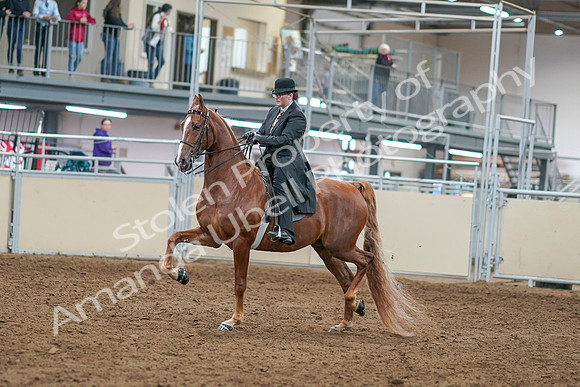 2020 - AB Morgan Horse - Sat, Sept 05 - 07966