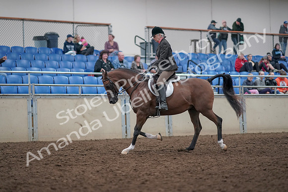 2019 Morgan Horse Show - Aug 31, 2019 - 15957