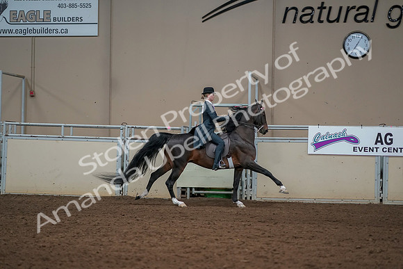 2019 Morgan Horse Show - Aug 30, 2019 - 25335