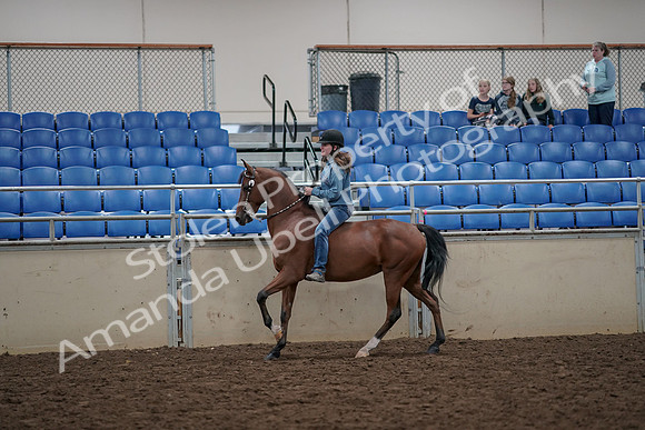 2019 Morgan Horse Show - Aug 30, 2019 - 31317