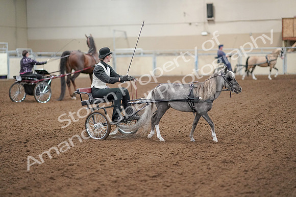 2019 Morgan Horse Show - Aug 30, 2019 - 13333