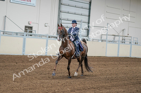 2020 - AB Morgan Horse - Fri, Sept 04 - 08180