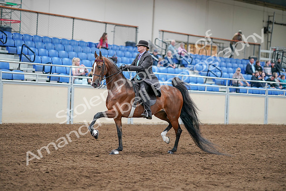 2020 - AB Morgan Horse - Sat, Sept 05 - 12921