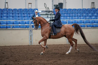 2019 Morgan Horse Show - Sept 01, 2019 - 11893