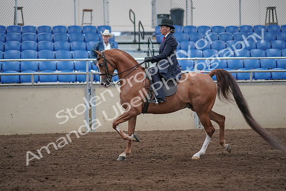 2019 Morgan Horse Show - Sept 01, 2019 - 11893