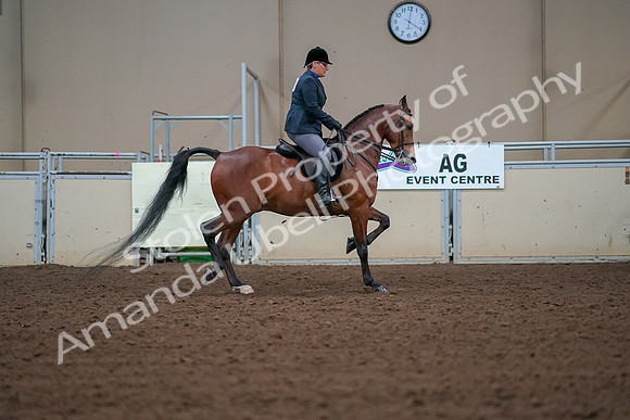 2019 Morgan Horse Show - Aug 30, 2019 - 20746