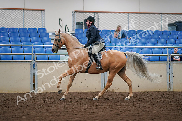 2019 Morgan Horse Show - Aug 30, 2019 - 16396