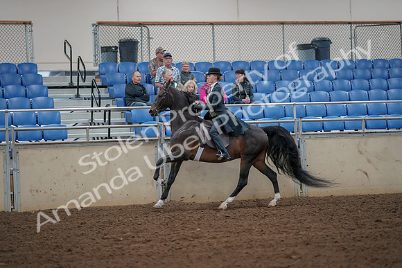 2019 Morgan Horse Show - Aug 30, 2019 - 25177