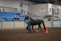 2019 Morgan Horse Show - Aug 31, 2019 - 02108