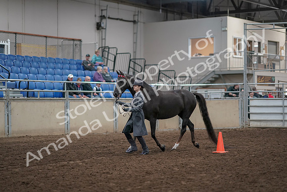 2019 Morgan Horse Show - Aug 31, 2019 - 02108