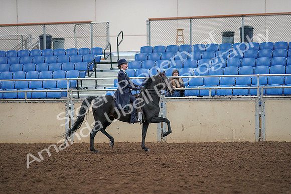 2019 Morgan Horse Show - Aug 30, 2019 - 12383