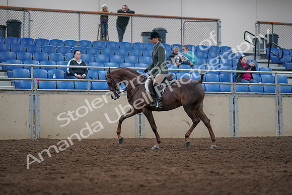 2019 Morgan Horse Show - Sept 01, 2019 - 08617