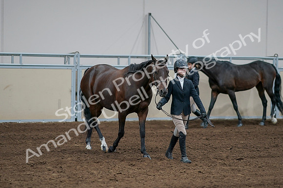 2020 - AB Morgan Horse - Fri, Sept 04 - 00787