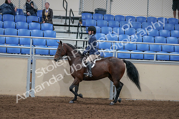 2020 - AB Morgan Horse - Fri, Sept 04 - 05893