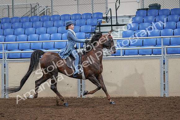 2020 - AB Morgan Horse - Fri, Sept 04 - 05202