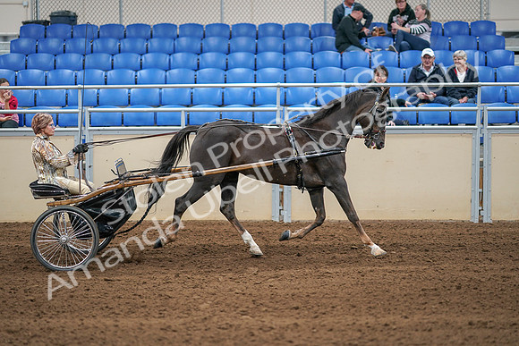 2020 - AB Morgan Horse - Sat, Sept 05 - 05957