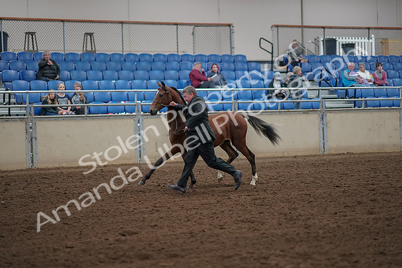 2019 Morgan Horse Show - Aug 30, 2019 - 25549