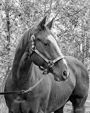 other breeds - 047