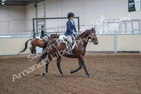 2020 - AB Morgan Horse - Fri, Sept 04 - 05963