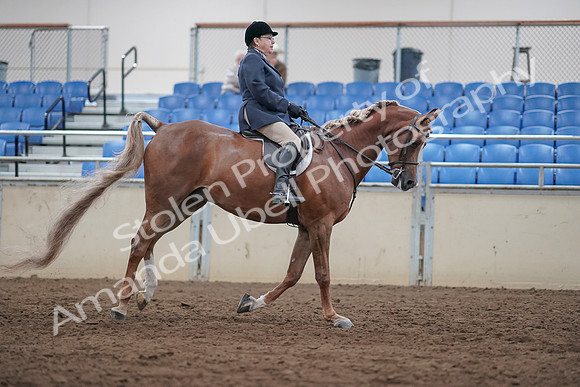 2019 Morgan Horse Show - Sept 01, 2019 - 08868