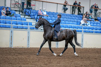 2020 - AB Morgan Horse - Fri, Sept 04 - 06986