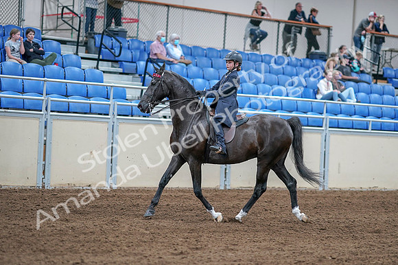 2020 - AB Morgan Horse - Fri, Sept 04 - 06986