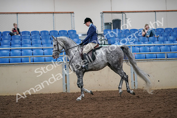2019 Morgan Horse Show - Aug 30, 2019 - 16302