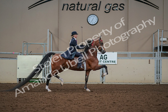 2019 Morgan Horse Show - Aug 30, 2019 - 25312