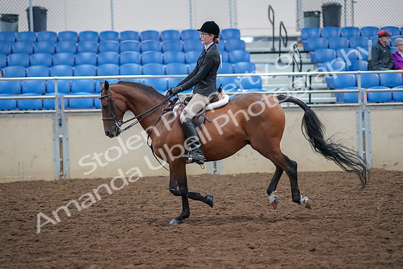 2019 Morgan Horse Show - Aug 30, 2019 - 20620