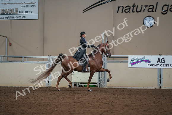 2019 Morgan Horse Show - Aug 30, 2019 - 25244