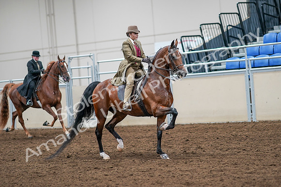 2020 - AB Morgan Horse - Sat, Sept 05 - 08230