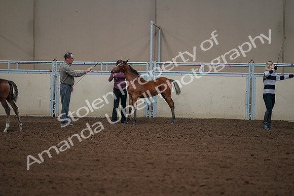 2019 Morgan Horse Show - Aug 30, 2019 - 24939