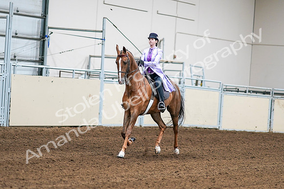 2020 - AB Morgan Horse - Fri, Sept 04 - 04994