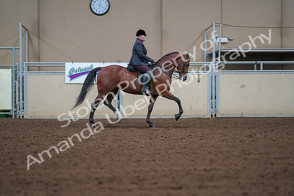 2019 Morgan Horse Show - Aug 30, 2019 - 20709