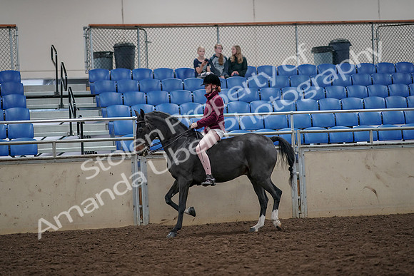 2019 Morgan Horse Show - Aug 30, 2019 - 31146