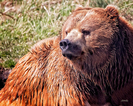 NA Wild Animals - 041
