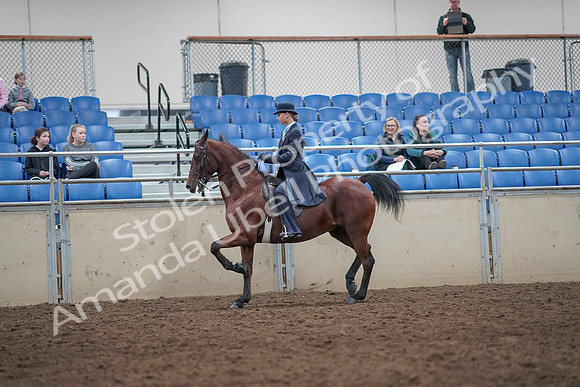 2019 Morgan Horse Show - Aug 31, 2019 - 09257